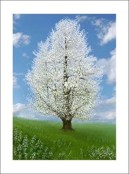 KIRSCHBAUM