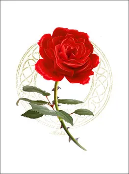 Rote Rose