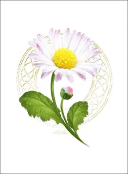 Gänseblümchen